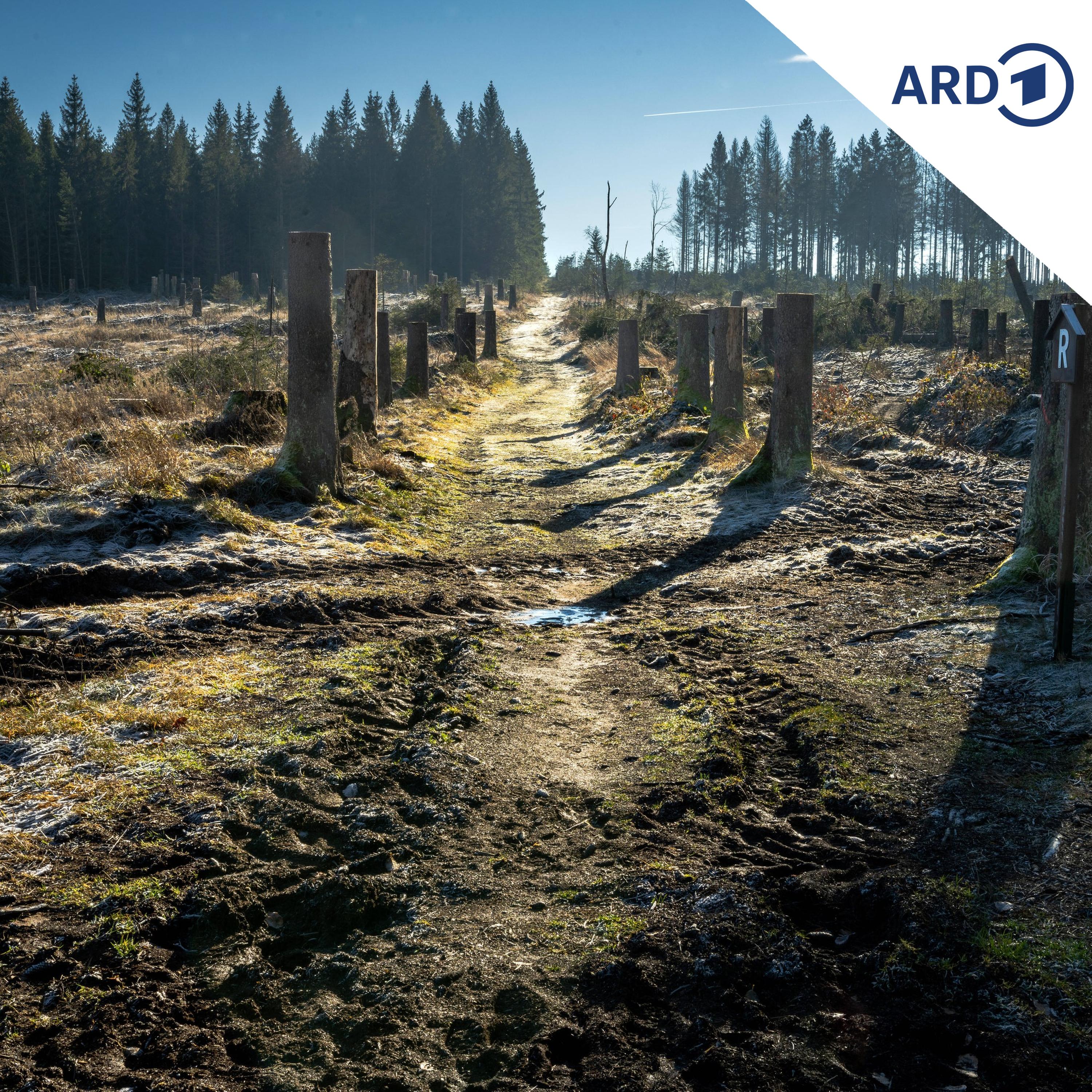 Thüringens Wälder trotz Fortschritten weiter an Belastungsgrenze episode artwork