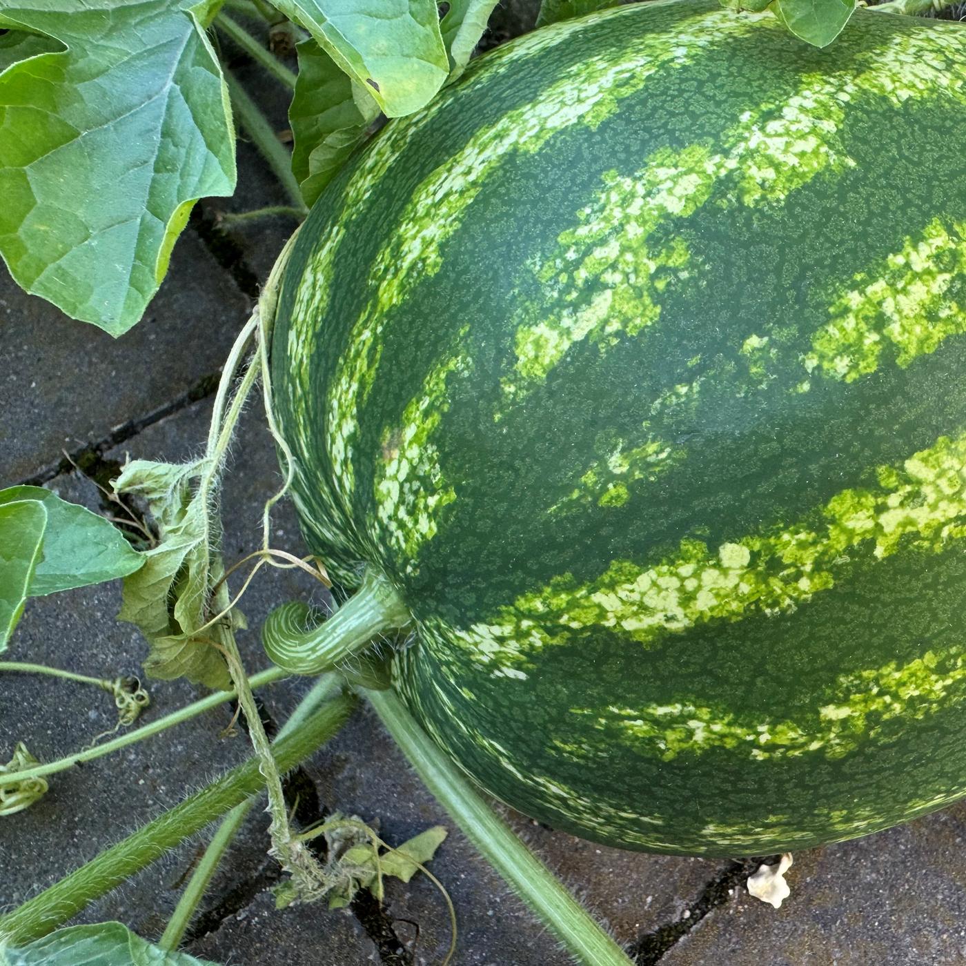 Wassermelonen anbauen, pflegen und ernten | mdr.de