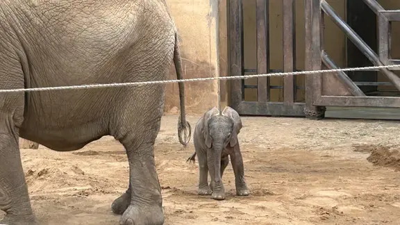 Erstes Elefantenkalb in der Geschichte des Zoo Magdeburg geboren