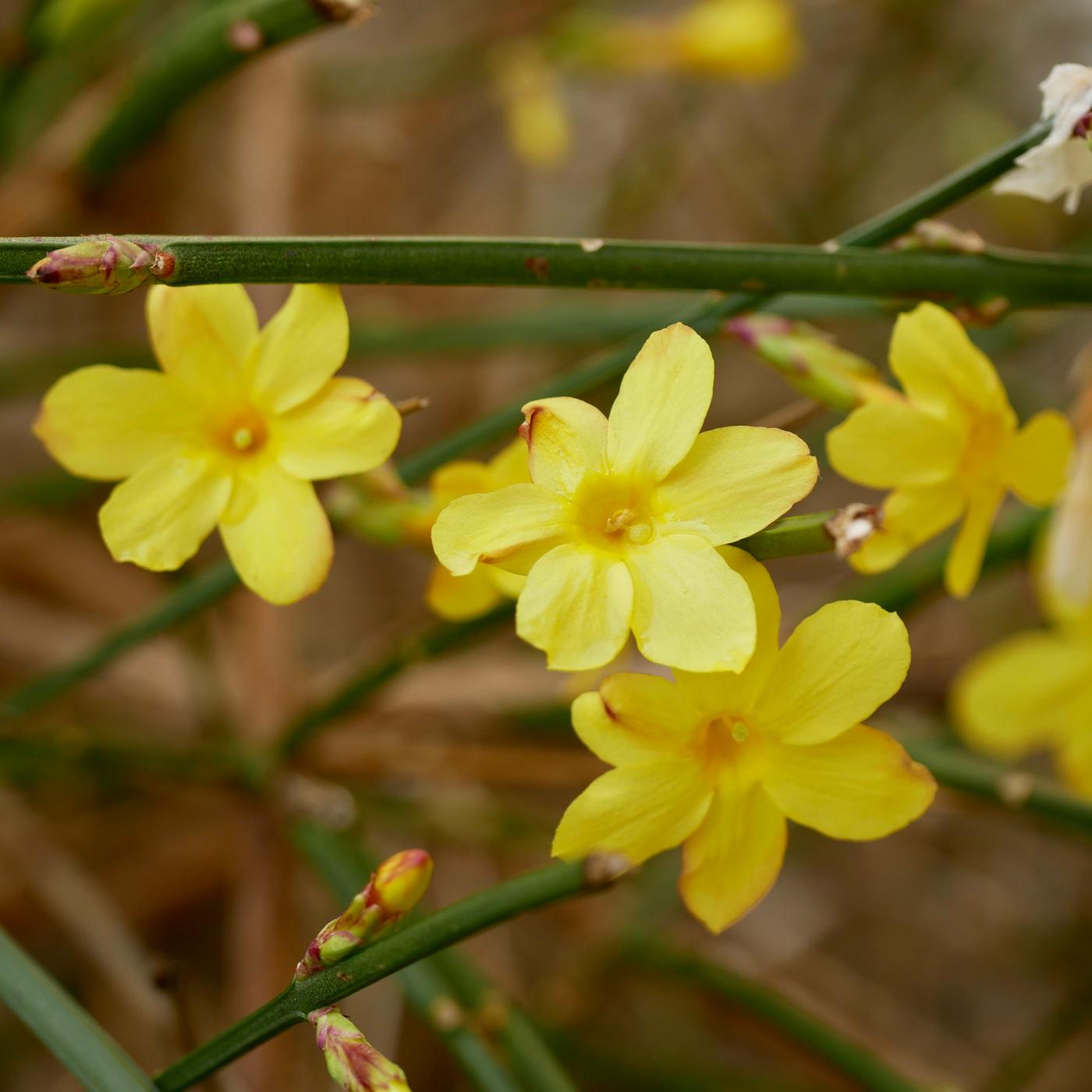 Diese fnf Pflanzen bringen den Garten im Februar zum Leuchten