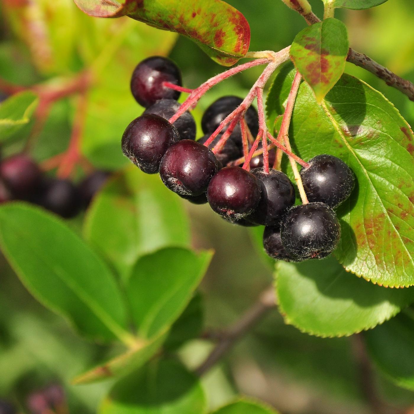 Aronia: Apfelbeeren anbauen und pflegen | mdr.de
