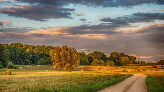 Ein Feld mit Feldweg, im Hintergrund Wald, im Abendlicht