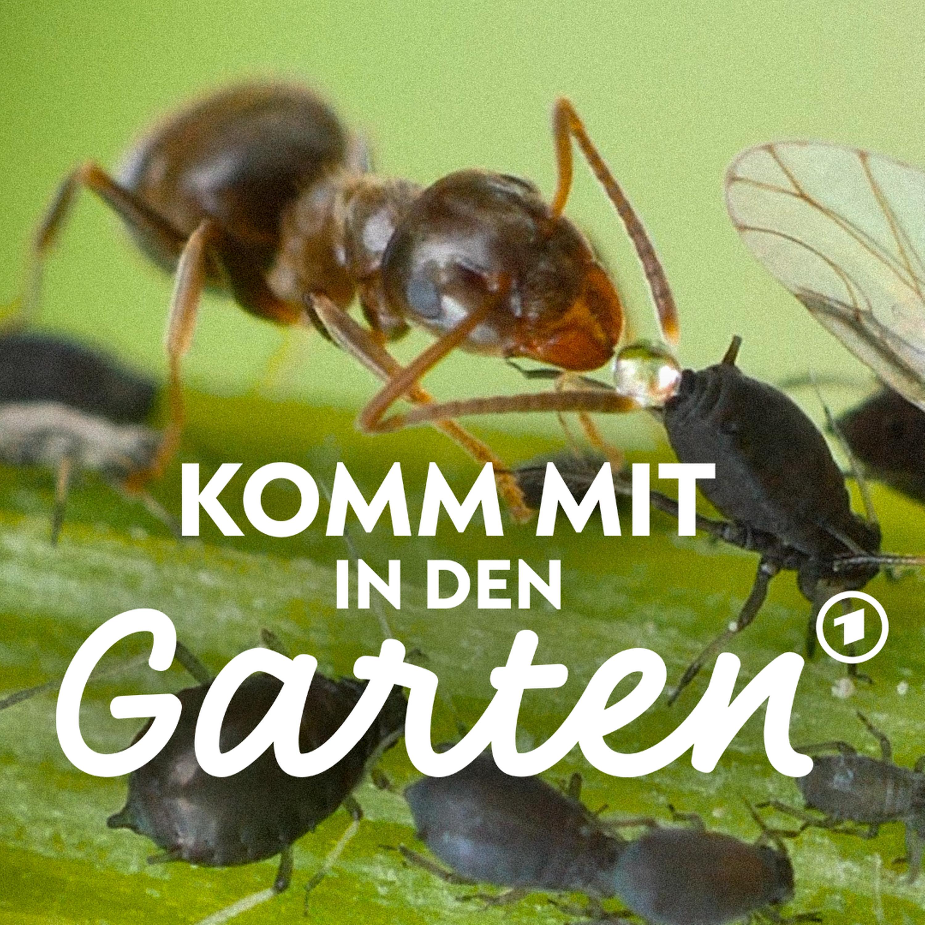 Ameisen im Garten - nützlich oder einfach nur nervig? episode artwork