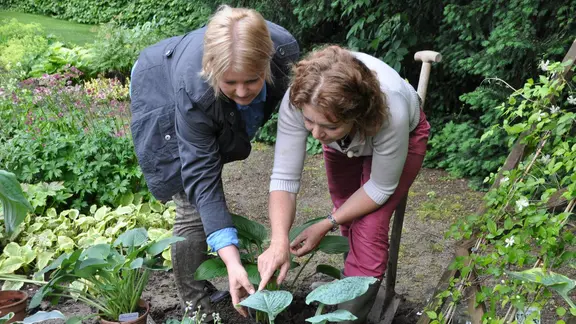 Funkie (Hostas): Blattschmuckstaude fr den Schatten | mdr.de