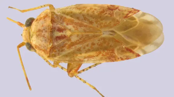Swiftiephylus amator - diese Wanze ist nach taylor Swift benannt.