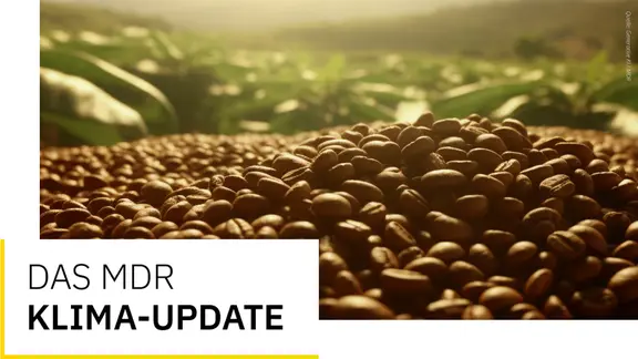 Klima-Update: Goodbye Arabica - Was der Klimawandel fr den Kaffee-Anbau  bedeutet | mdr.de