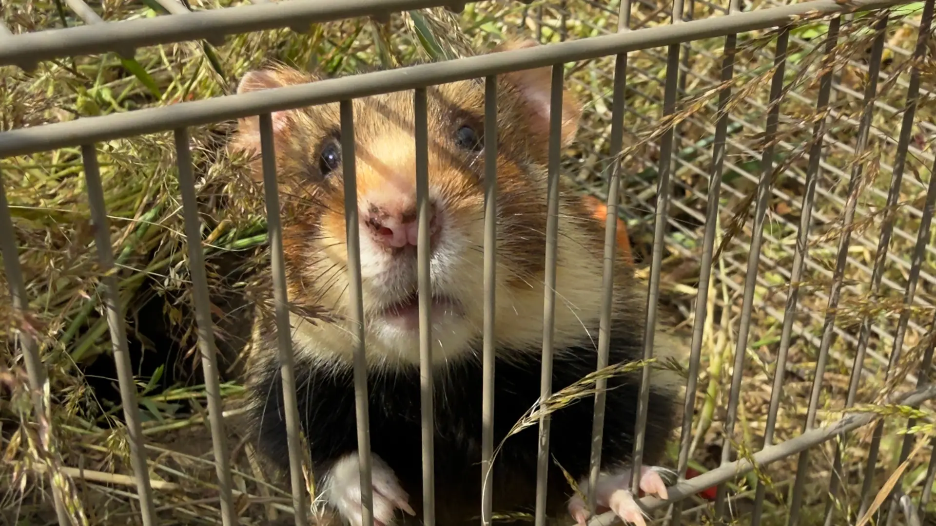 Intel-Flächen bei Magdeburg: 60 Feldhamster ausgewildert