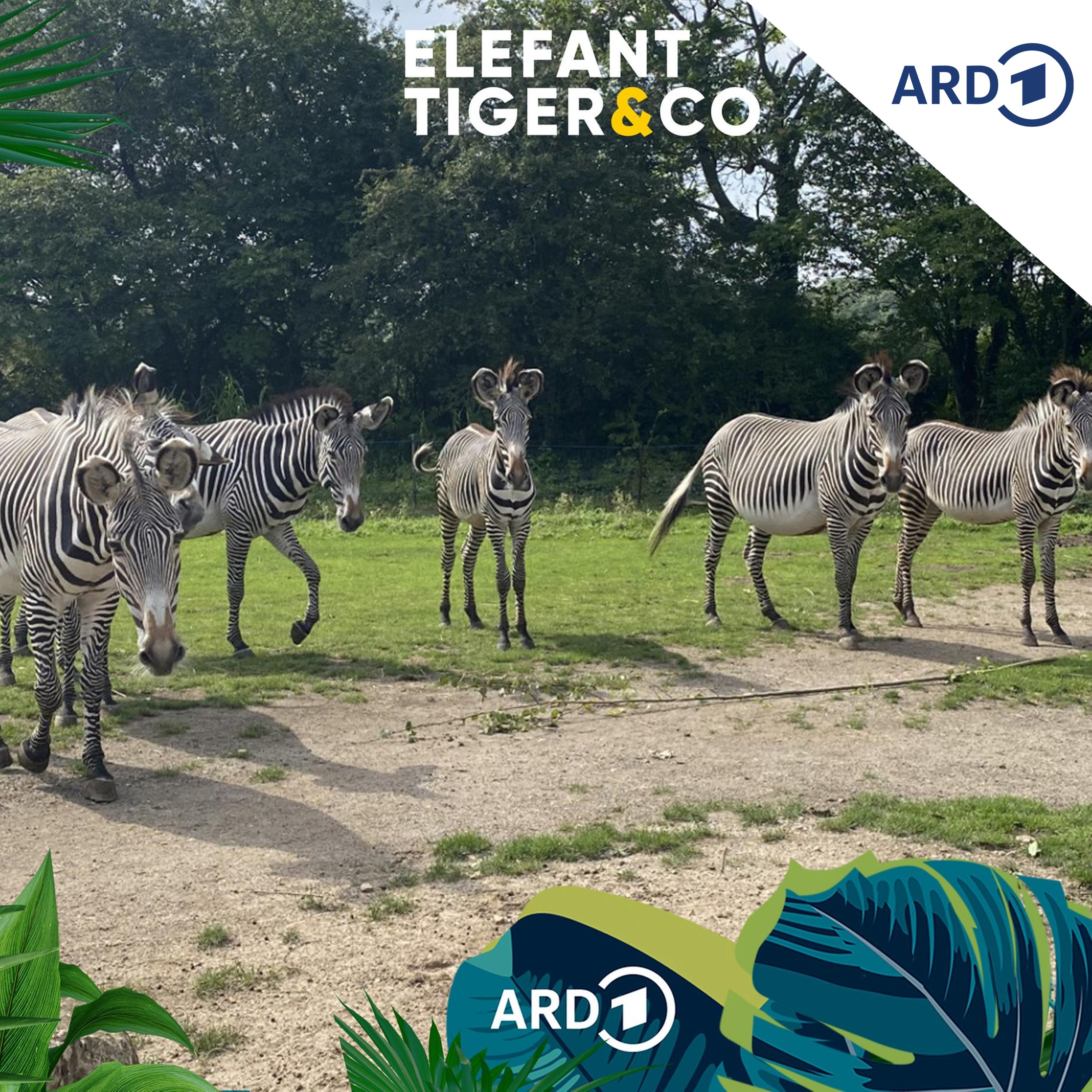 Neugierig, draufgängerisch, kontaktfreudig - das Grevy-Zebra episode artwork