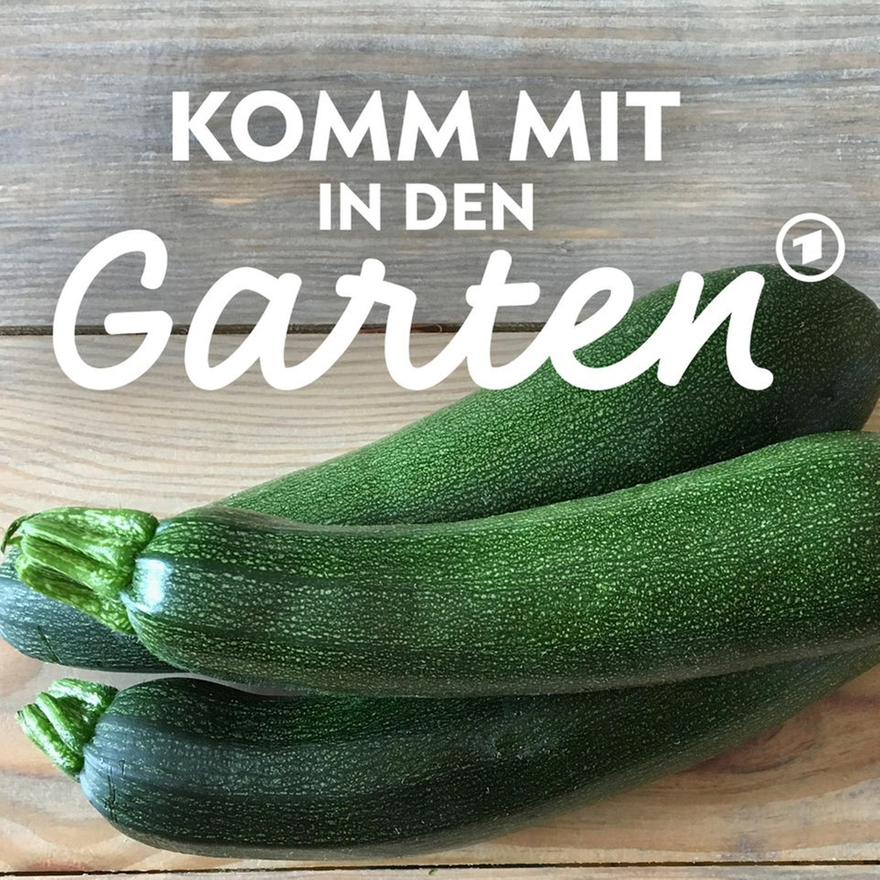 Zucchini: Tipps für eine reiche Ernte episode artwork