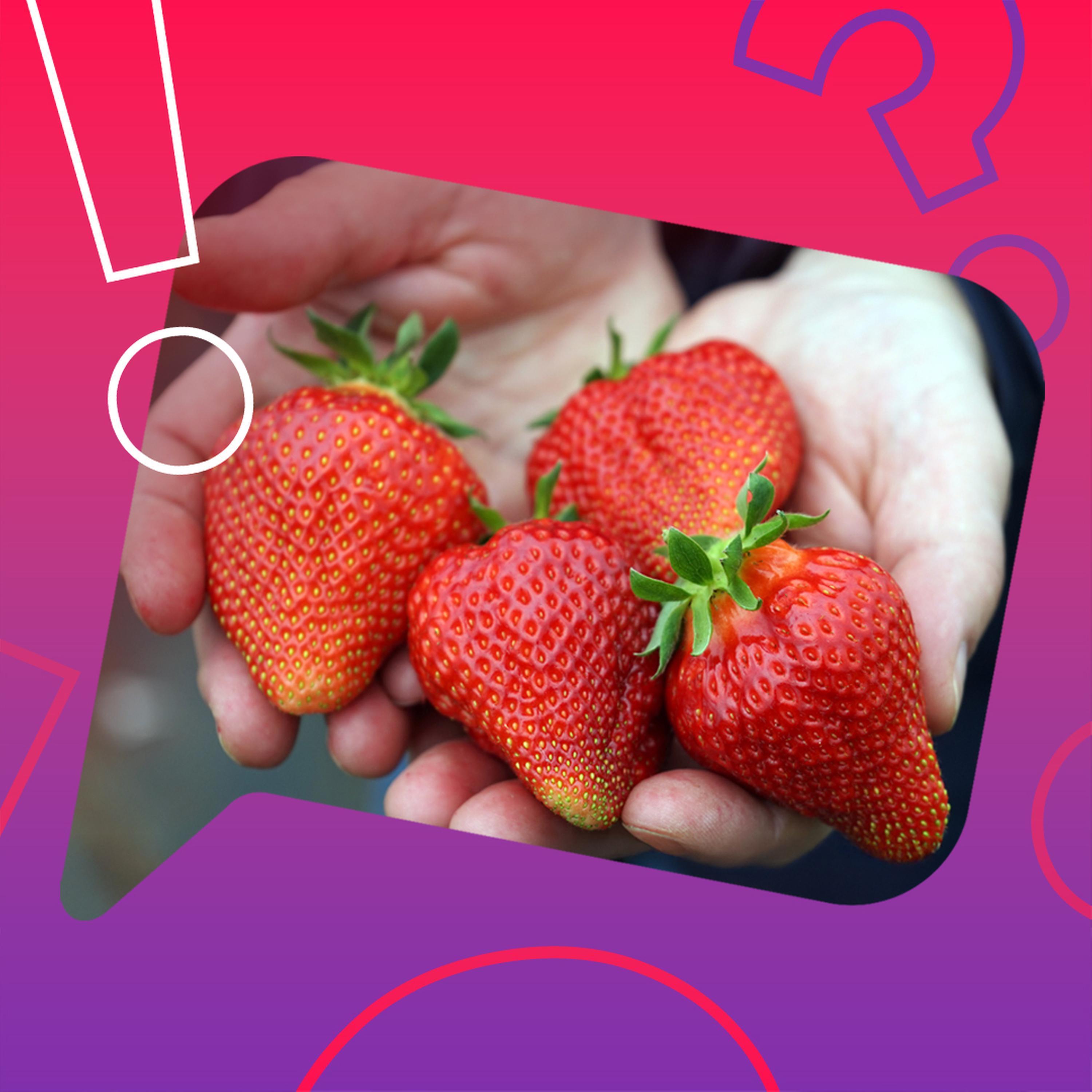 Sind Erdbeeren keine Beeren? episode artwork