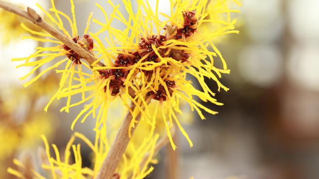 Zaubernuss: Im Traumgarten eines Hamamelis-Sammlers