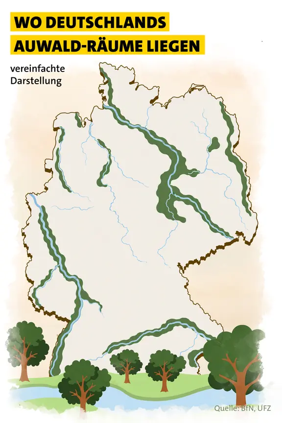 Eine Infografik illustriert, wo in Deutschland Auwälder zu finden sind.