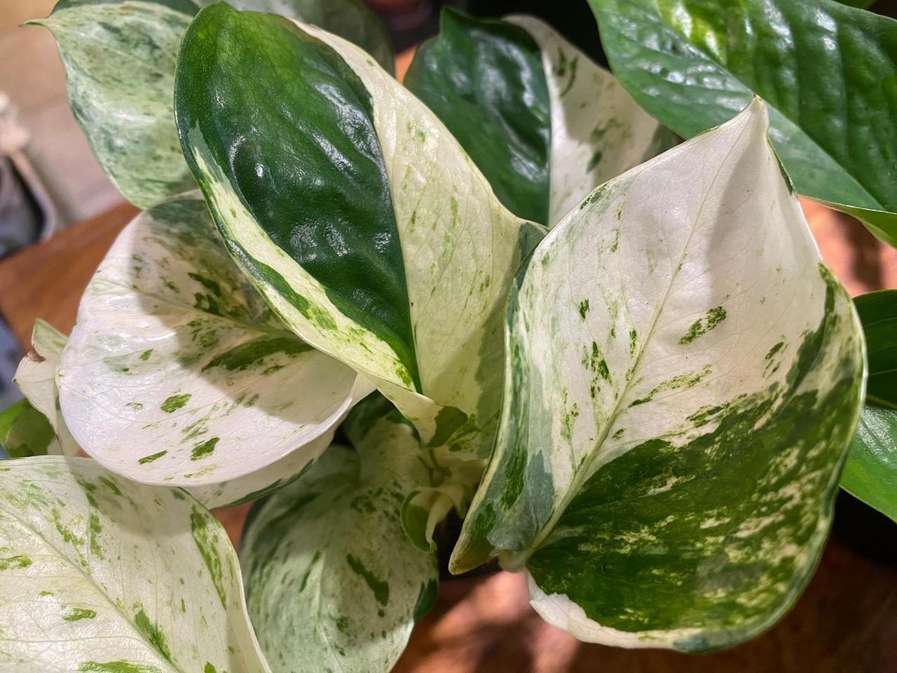 hedera helix ikea Hedera helix 'Wonder' main image 1