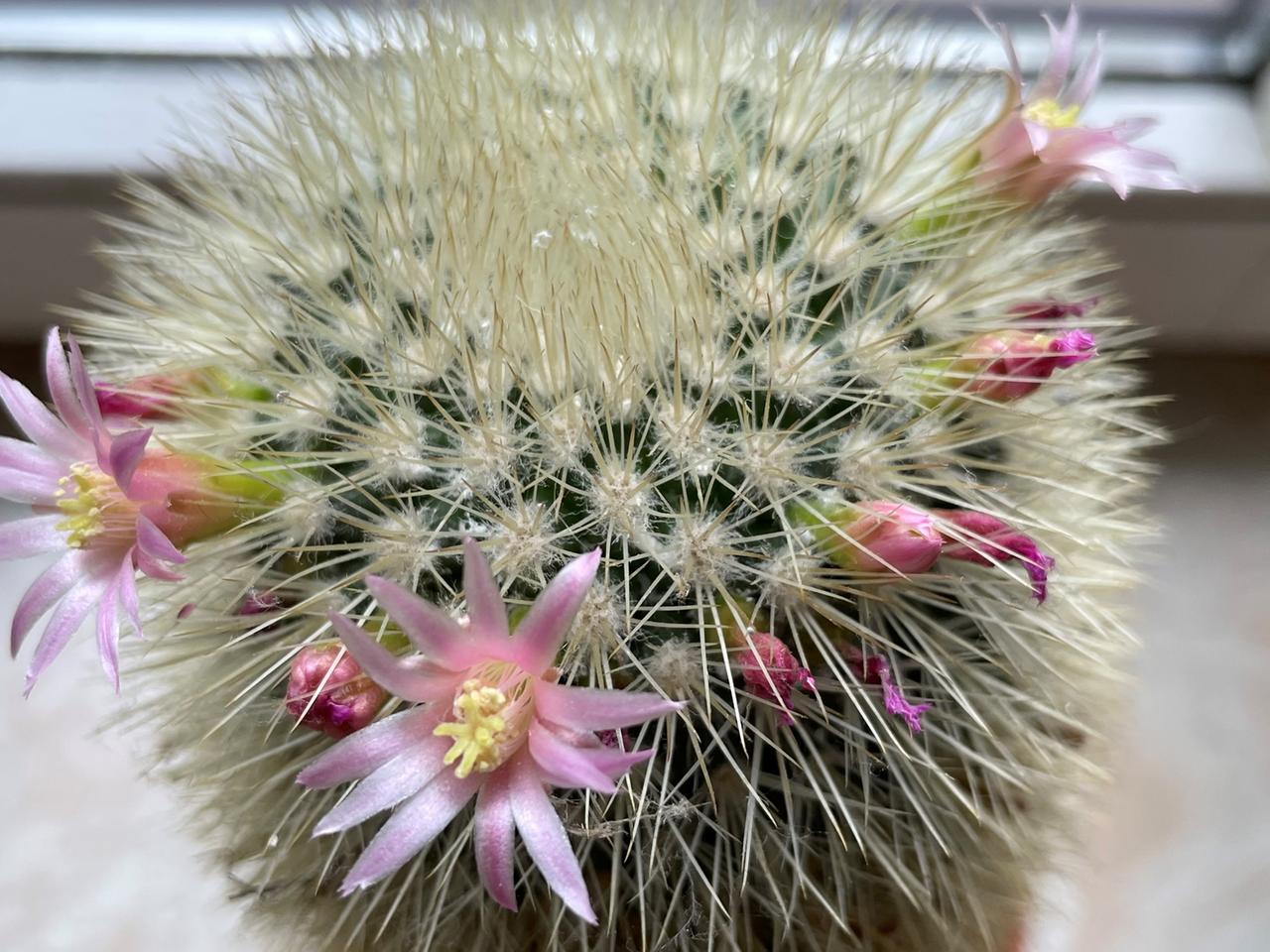 Blhende Mammillaria-Kakteen richtig gieen