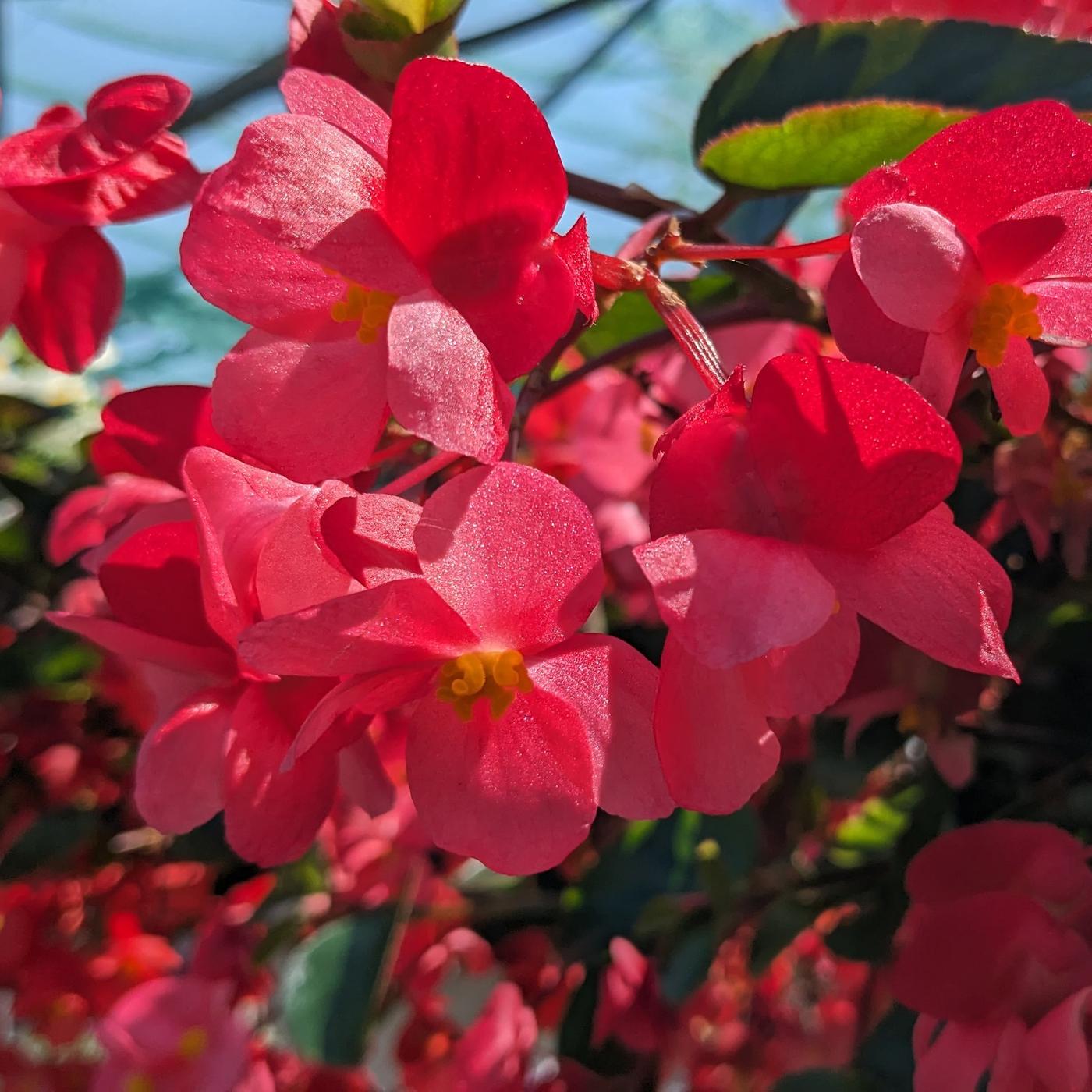 Begonien richtig pflegen