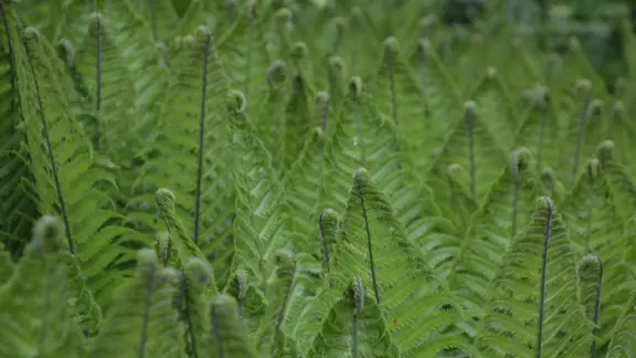 Farne: Grner Blickpunkt im Garten | mdr.de