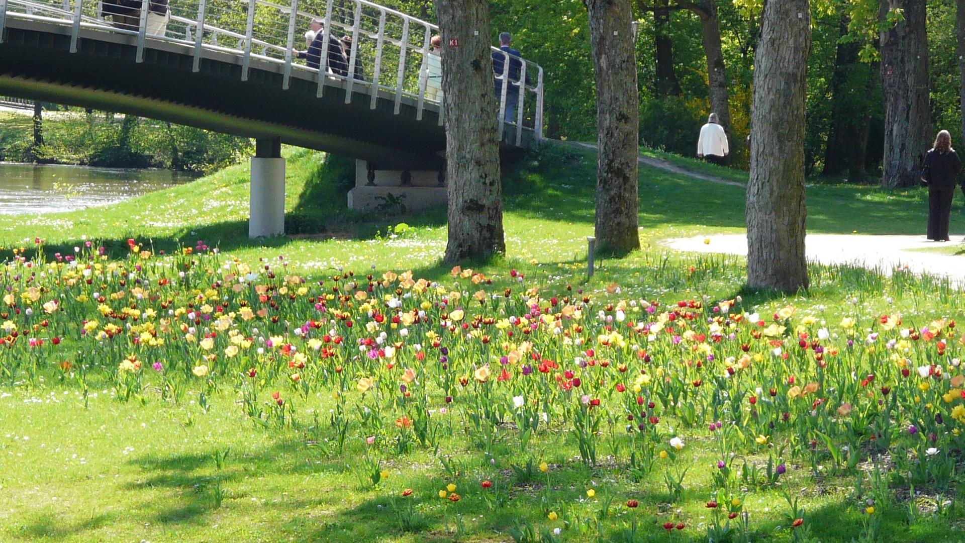 schnittblumennahrung als dnger Azet BlumenDnger flssig  Neudorff Shop