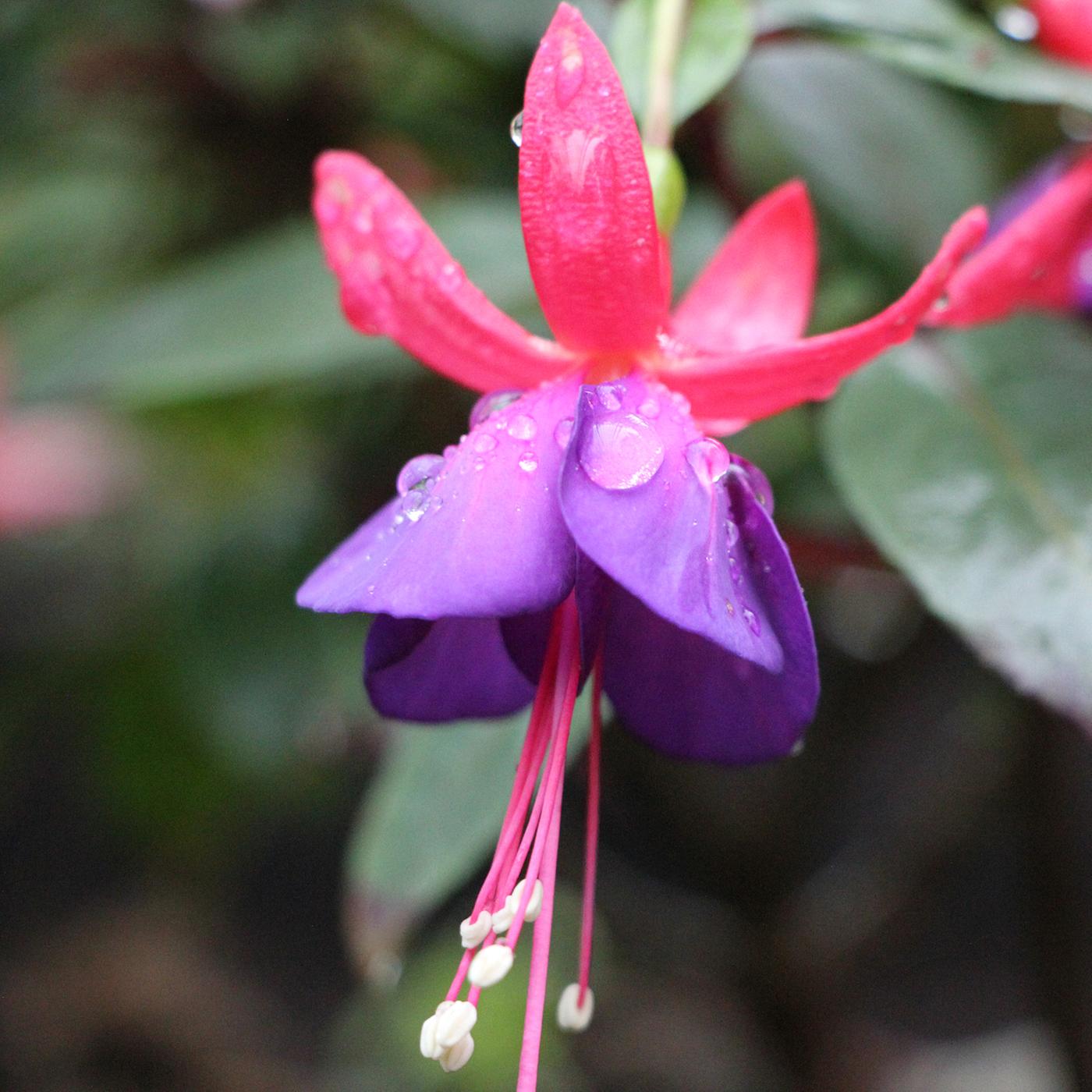 Fuchsien berwintern | mdr.de