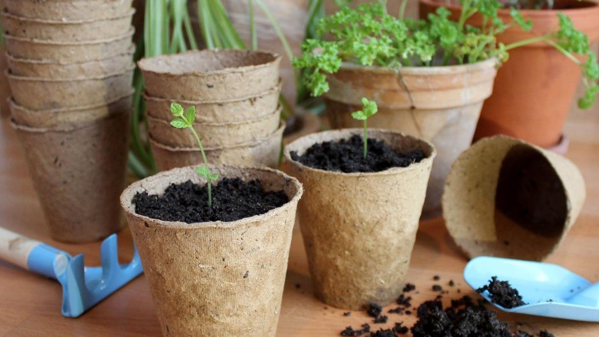 Garten-Idee der TU Dresden: Pappelrinde statt Plastik-Pflanztöpfchen