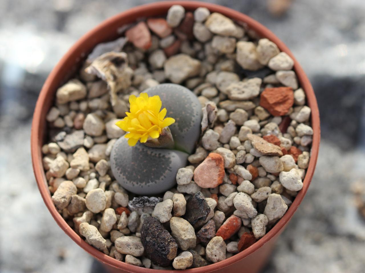 Lithops - Die lebenden Steine kultivieren und pflegen | mdr.de