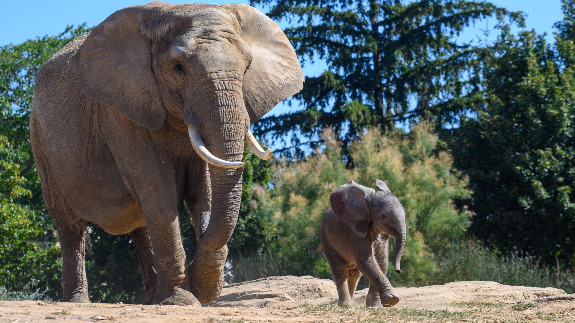 Ein Elefantenjunges läuft im Zoo Magdeburg in der Afrika-Anlage 