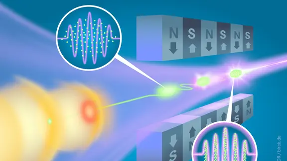 Im Undulator trifft der Elektronenstrahl aus einem kompakten Laser-Plasma-Beschleuniger auf einen Laserimpuls.