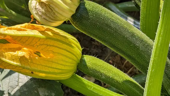 bambus düngen ab wann Bambus Dünger Flora Boost für gesunde und prächtige Bambuspflanzen main image 1