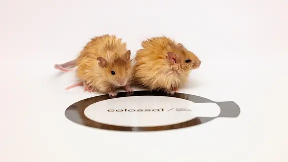 Die genveränderten Mäuse mit dem mammutartigen Fell.