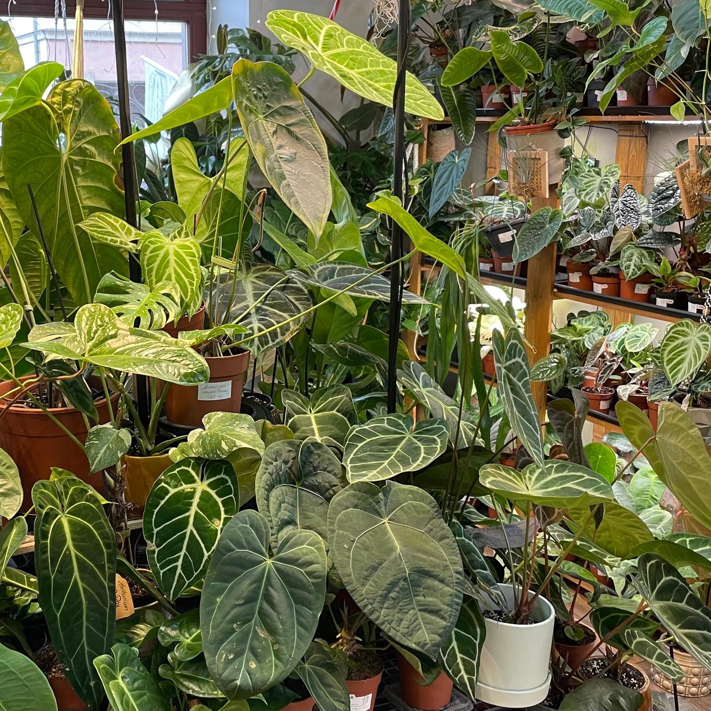 albo variegata White Variegated Syngonium Albo Variegata – Plant Vault main image 0