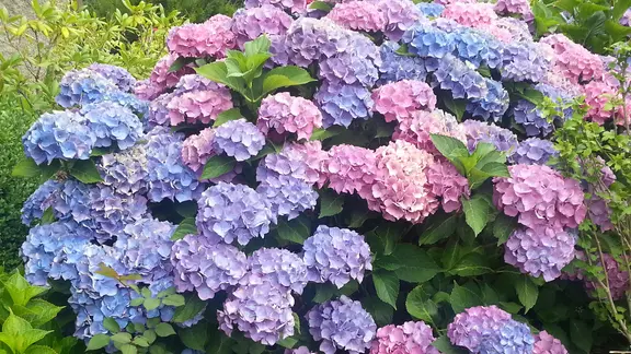 Hortensien erkennen: Schneeballhortensie, Rispenhortensie und  Bauernhortensie unterscheiden | mdr.de