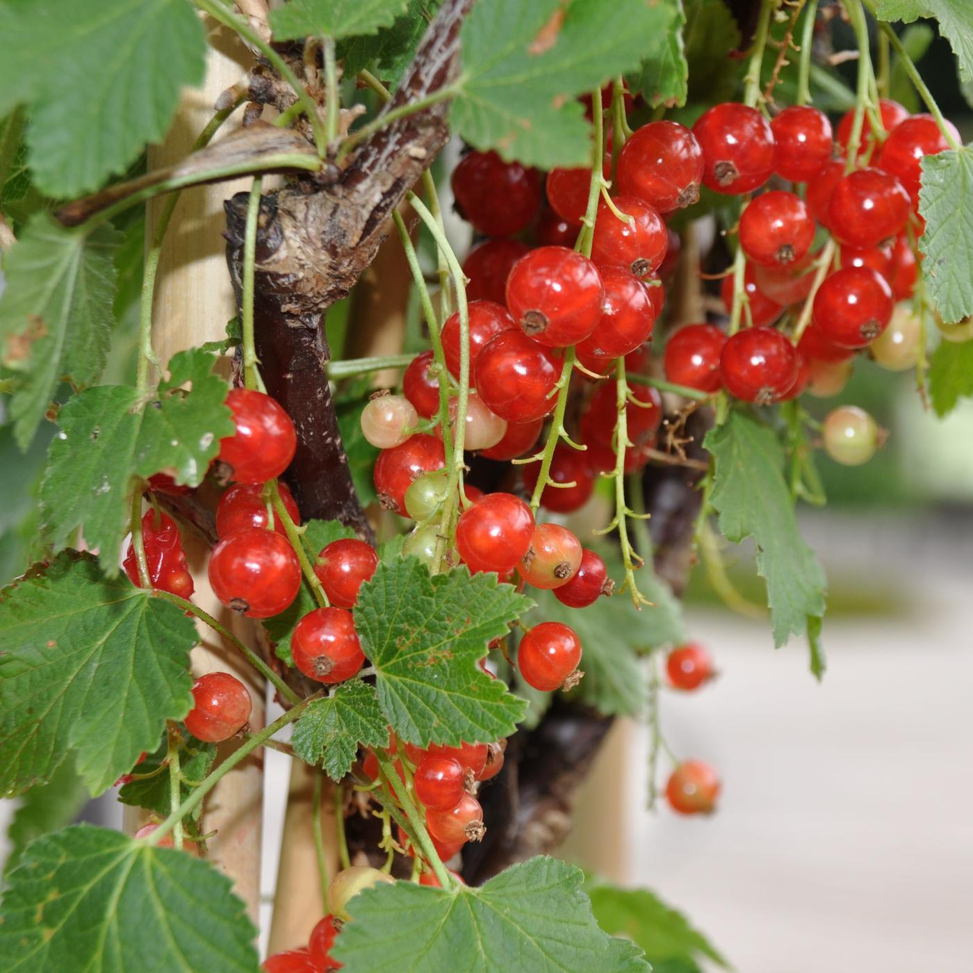 Johannisbeeren anbauen, pflegen und vermehren | mdr.de