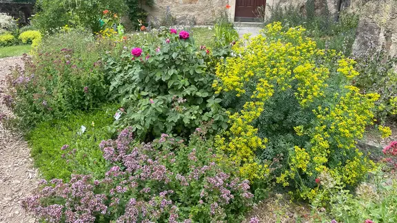 Thymian: Fnf geniale Ideen, das Kraut im Garten zu pflanzen | mdr.de