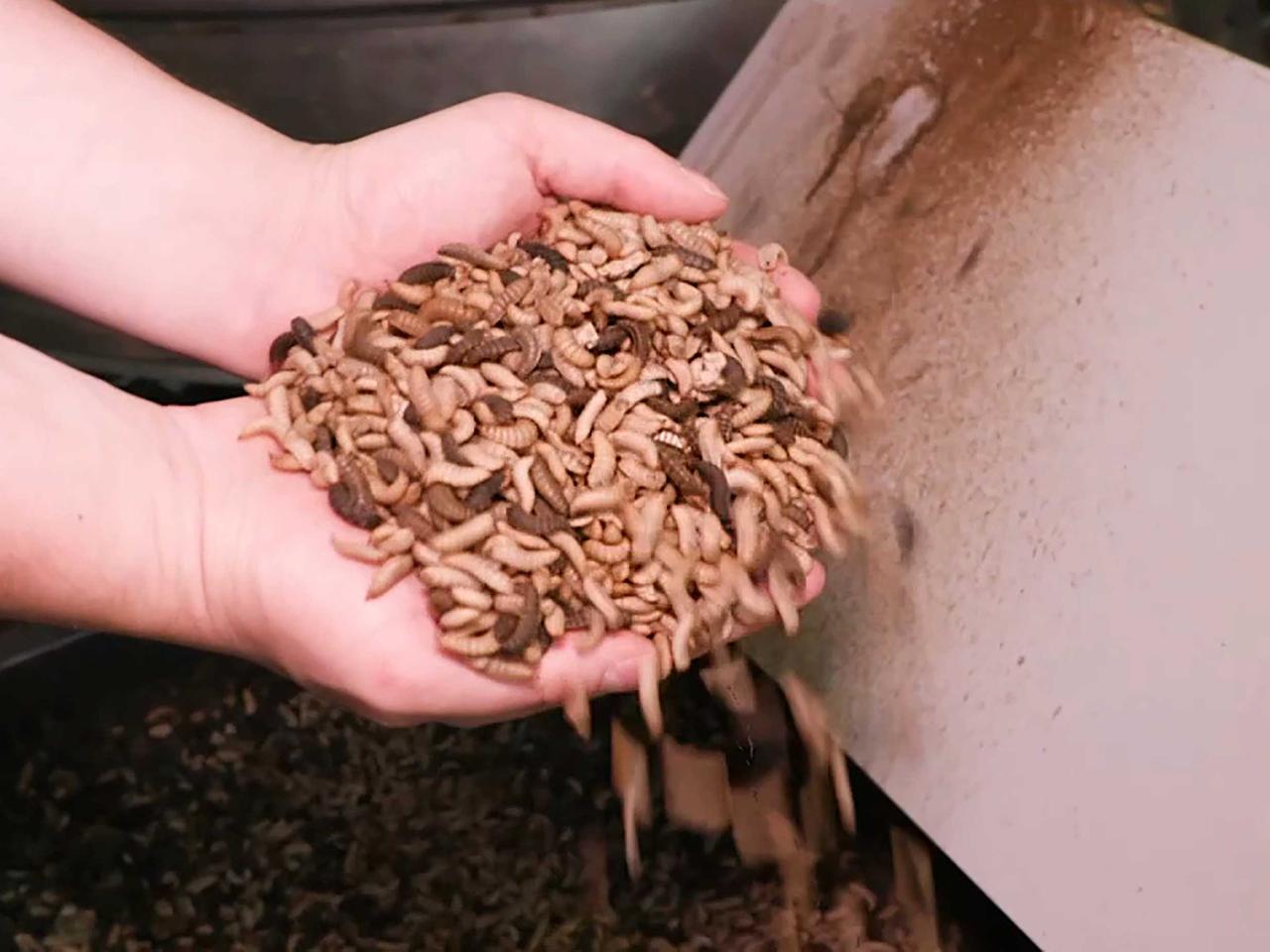 Dnger aus Insektenkot