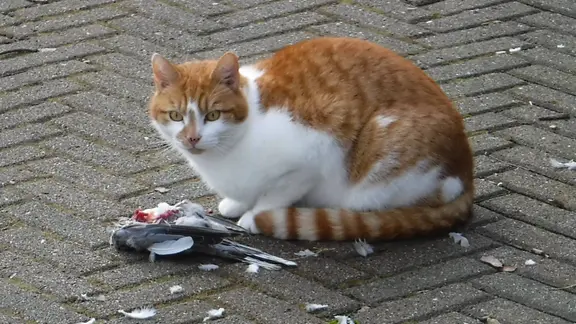 eine Katze frisst einen erbeuteten Vogel