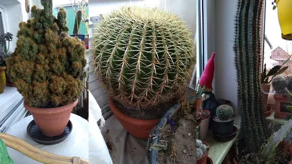 gymnocalycium mihanovichii variegata blüte Buntblättriger Mondkaktus