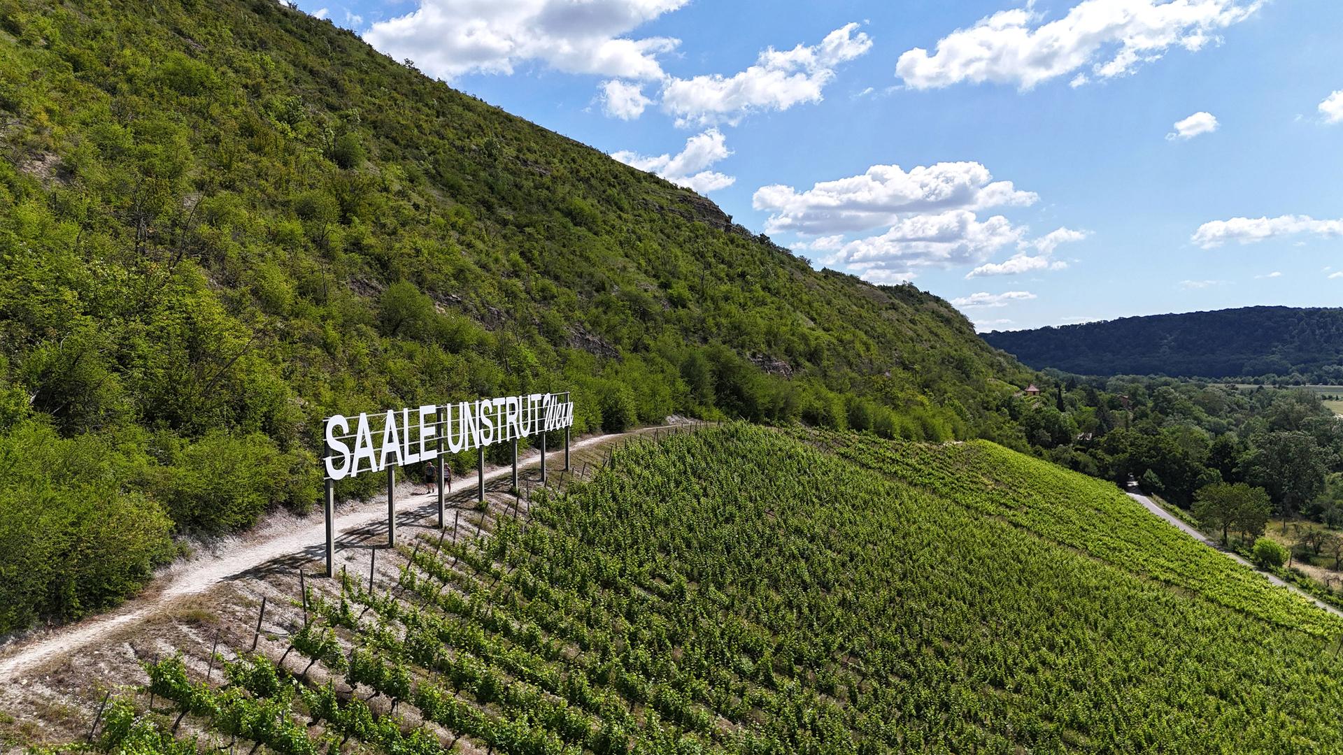 Sachsen-Anhalt: Landesweingut Kloster Pforta vergibt erste Weinberge