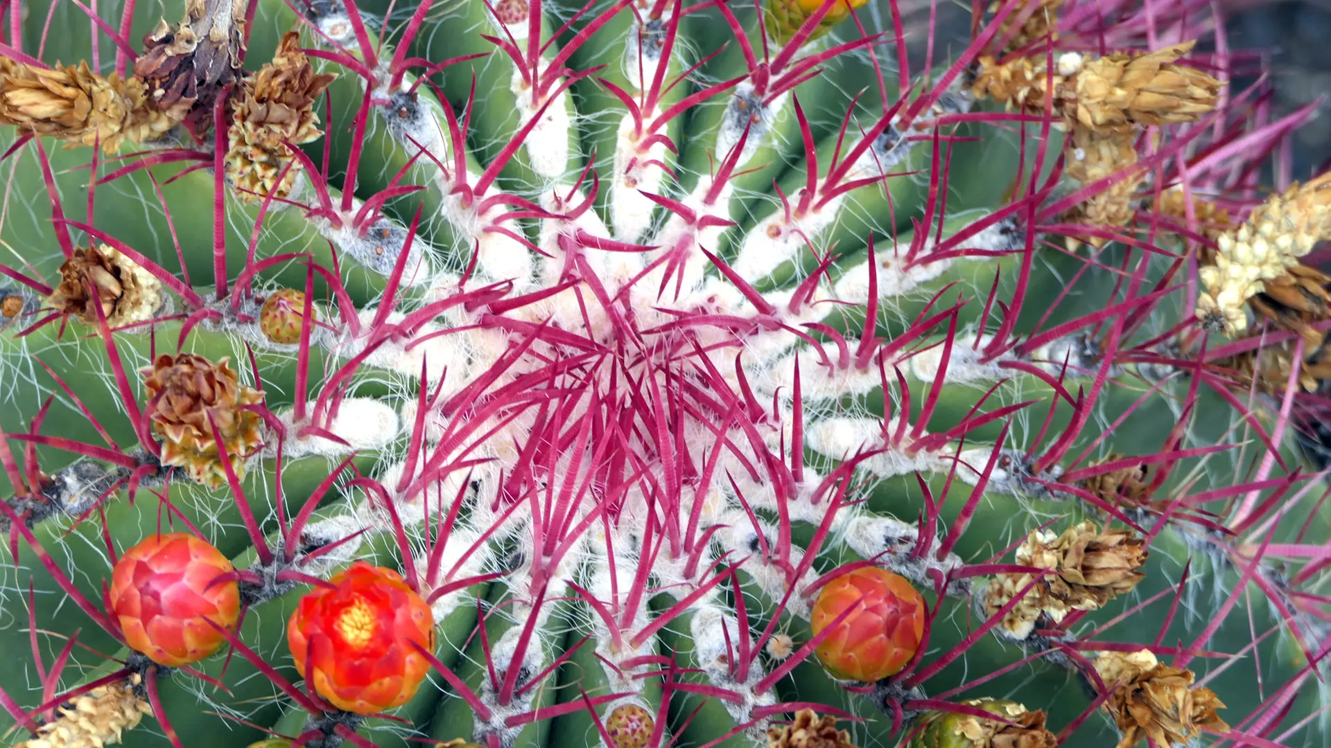 Canary cactus - Ein Paradies fr Kakteenliebhaber | mdr.de