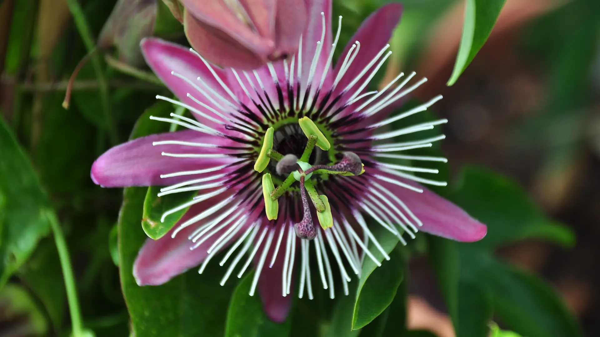 organischer dünger granulat Florana main image 0