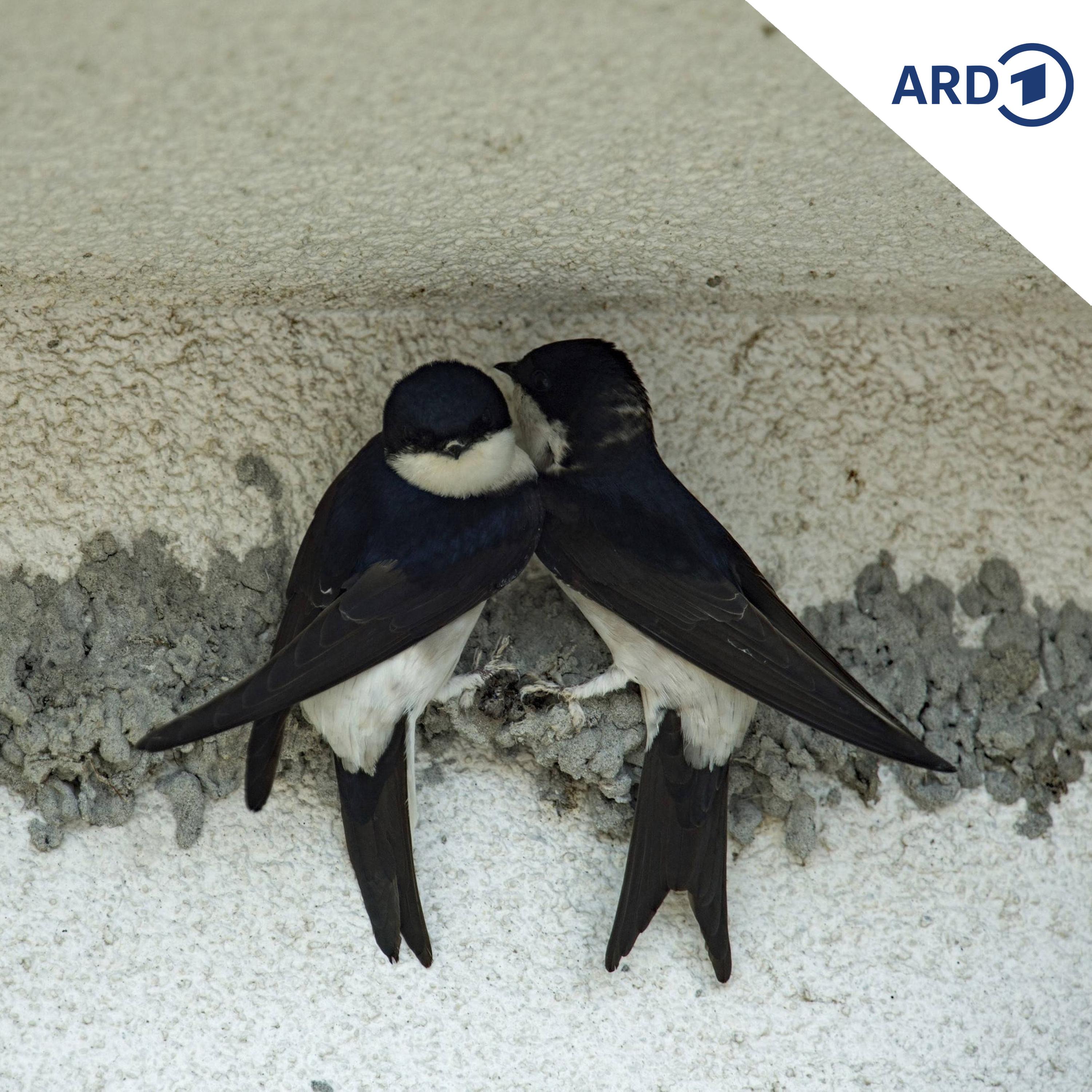 Bedrohte Spezies und "Vogel des Jahres": die Mehlschwalbe