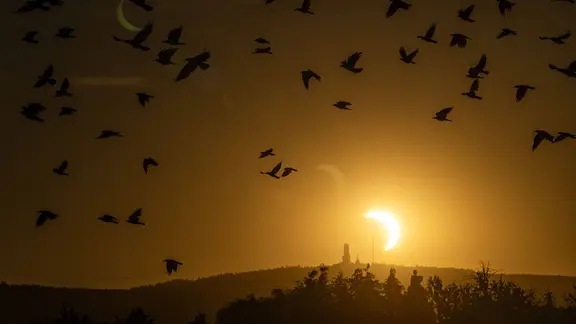 Mehlschwalbe ist Vogel des Jahres 2027