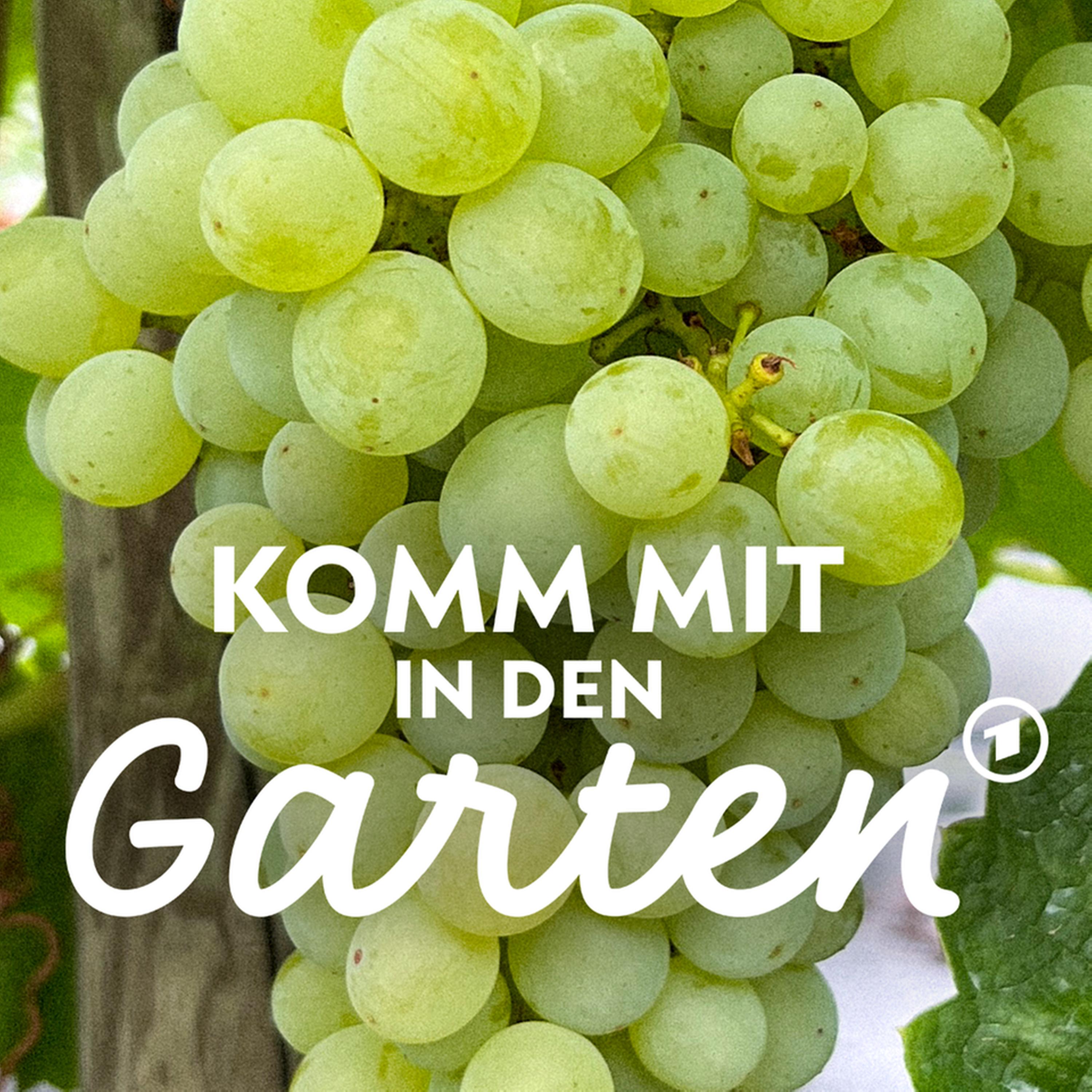 Weintrauben im Garten episode artwork