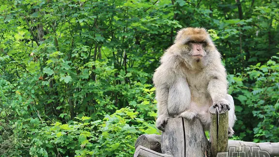 Ein Affe sitzt auf einem Ast. (Symbolbild)