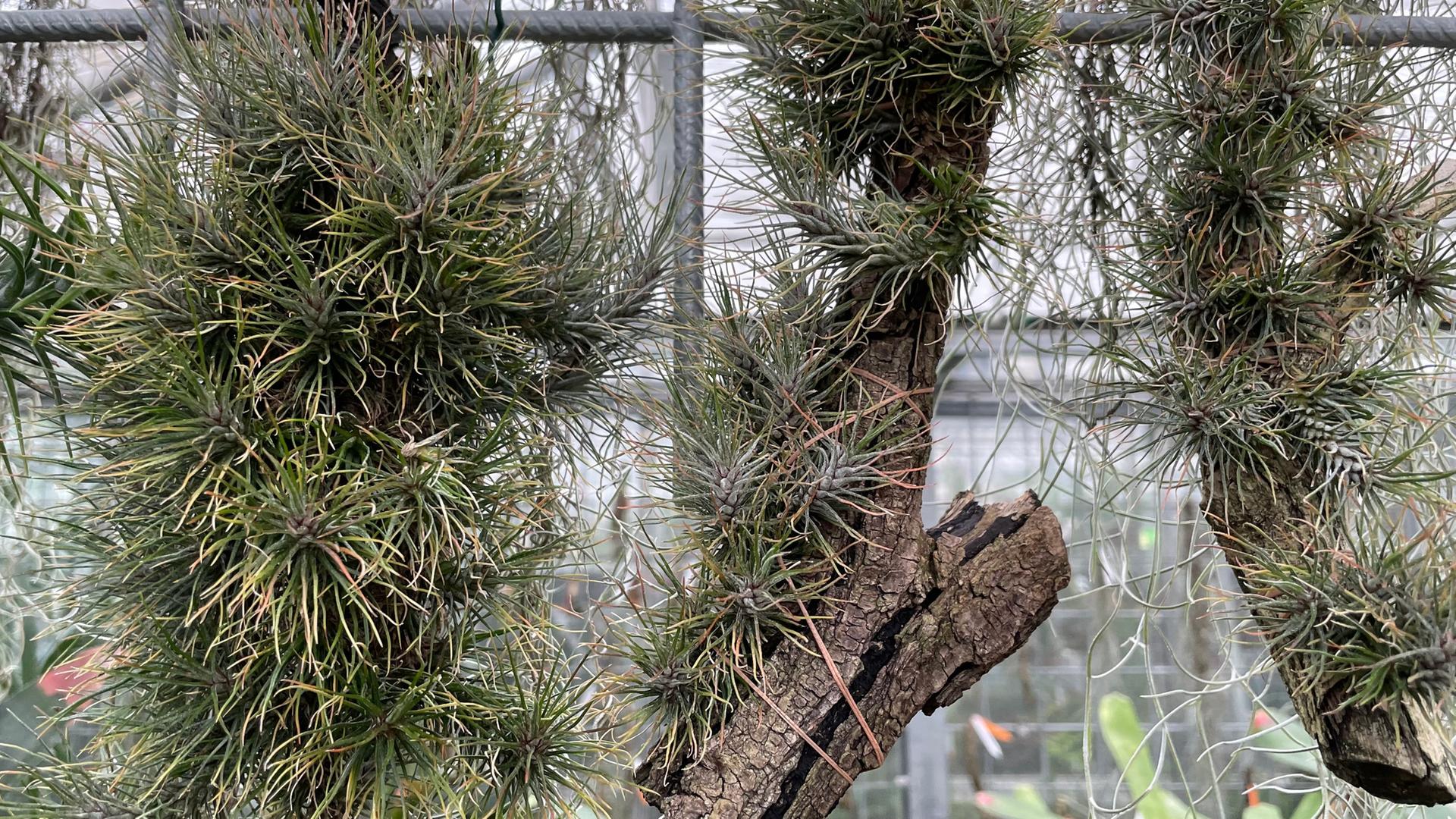 pampas gras dngen Pampasgras kaufen | Cortaderia selloana 'Pumila'