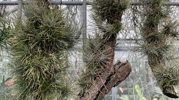Bromelien: Diese Pflege brauchen die Zimmerpflanzen | mdr.de