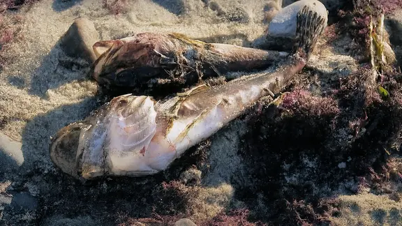 dünger verhältnis Purgrün Bio-Kräuterdünger 1 Liter main image 0