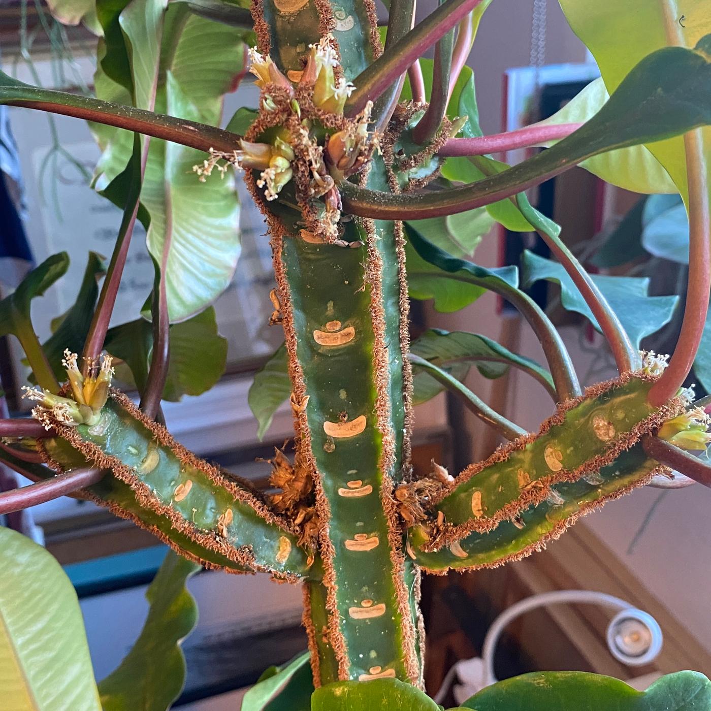 die erbin der orden der weißen orchidee Tischorchidee Rundbogen online bestellen main image 0