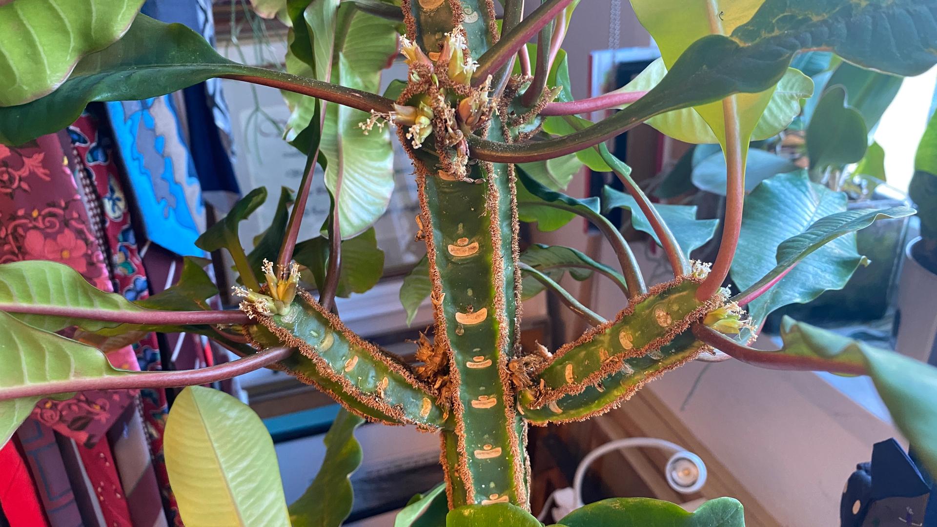 epipremnum pinnatum marble variegata pflege Epipremnum 'Marble'