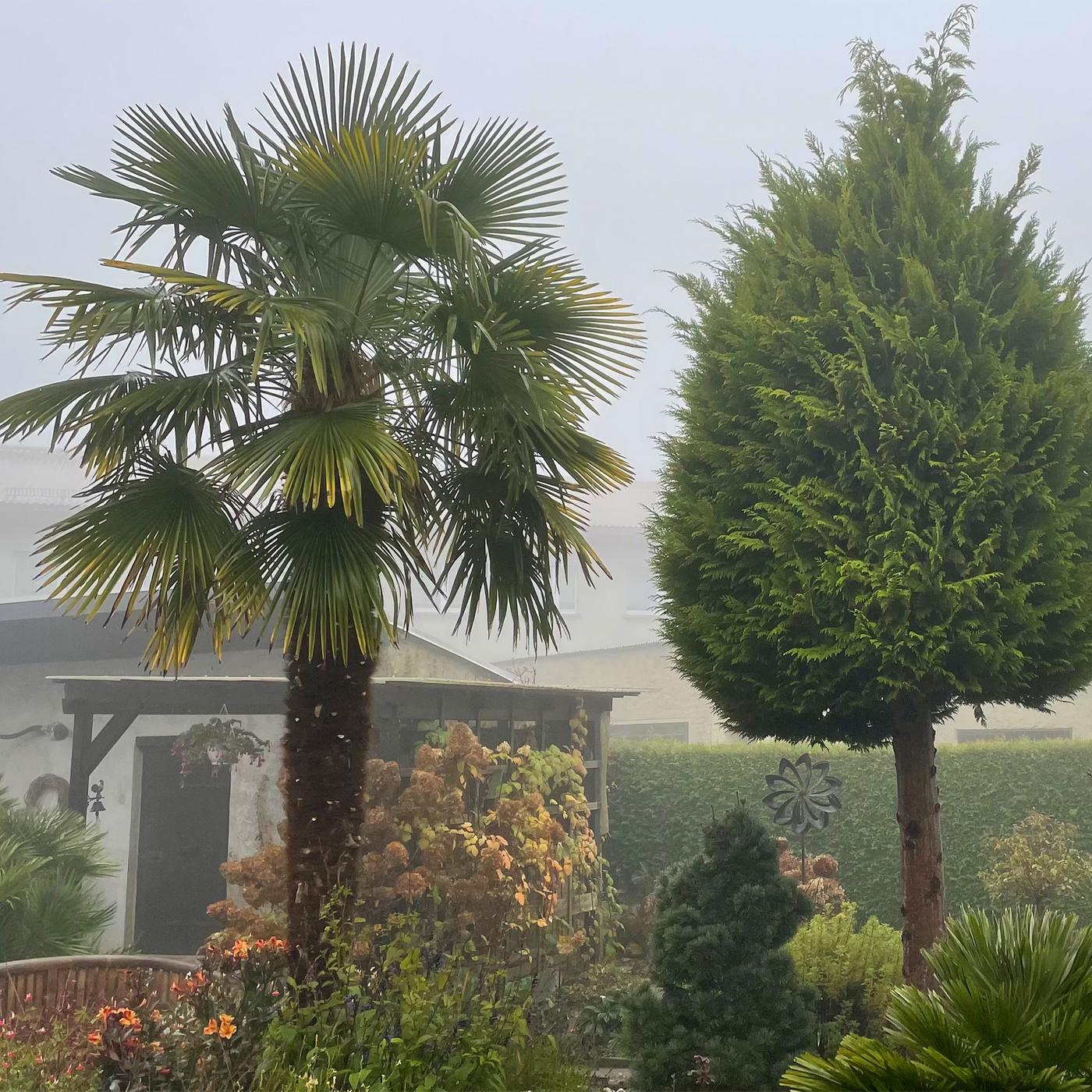 Garten-Palmen berwintern - drauen und drinnen