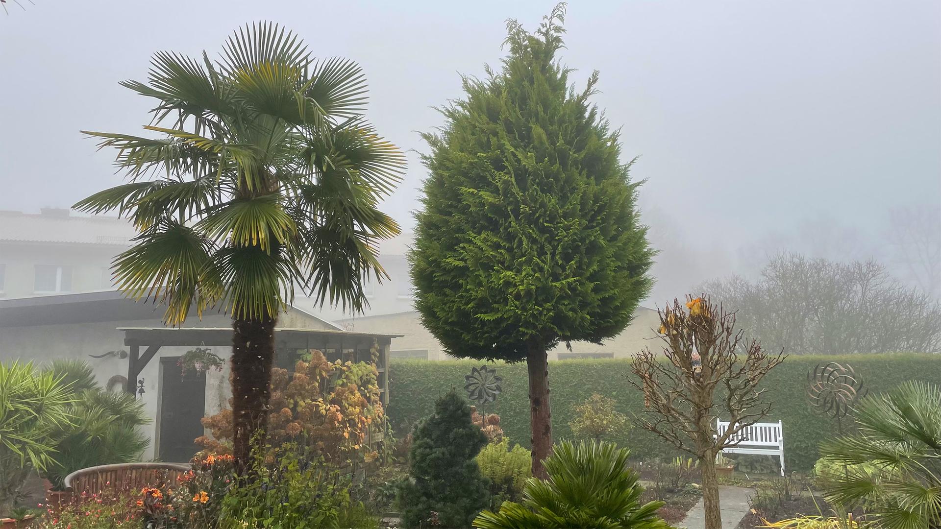 Garten-Palmen berwintern - drauen und drinnen