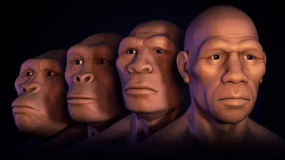 Menschliche Evolution, Computer-Grafik.